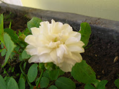 A vida é cheia de flores e espinhos