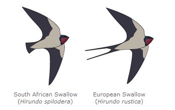 European Or African Swallow 109