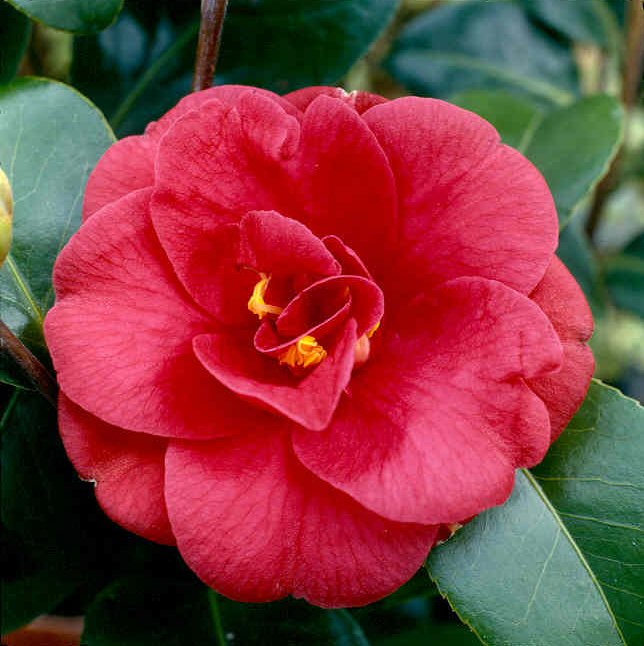 [Camellia+japonica.jpg]