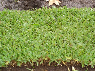 CESPED Y RIEGOS: DISEÑO DE PARQUES Y JARDINES.