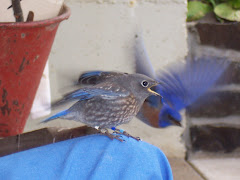 Bluebirds in flight