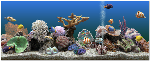 screensaver marine aquarium screensaver marine aquarium
