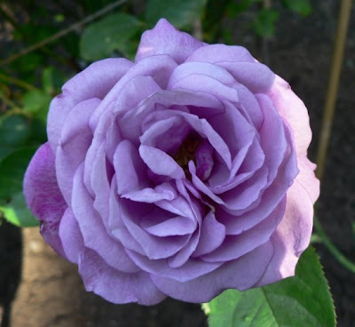 Roses at Wedgwood House and Gardens: MY ROSES - 