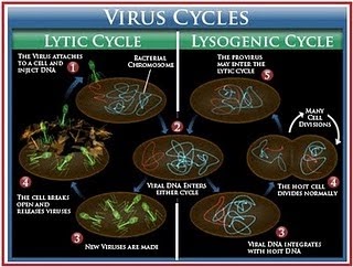 BIOLOGIPEDIA: Fase Litik dan Lisogenik