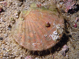Ciri ciri dan Klasifikasi Filum Mollusca 