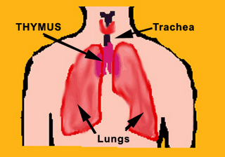 Kelenjar Timus | BIOLOGIPEDIA