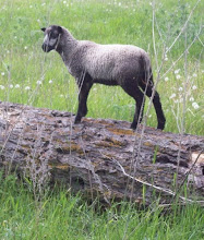 Sheltand ewe lamb