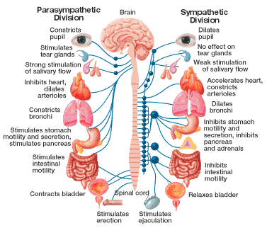 My Point of View: Endocrine System