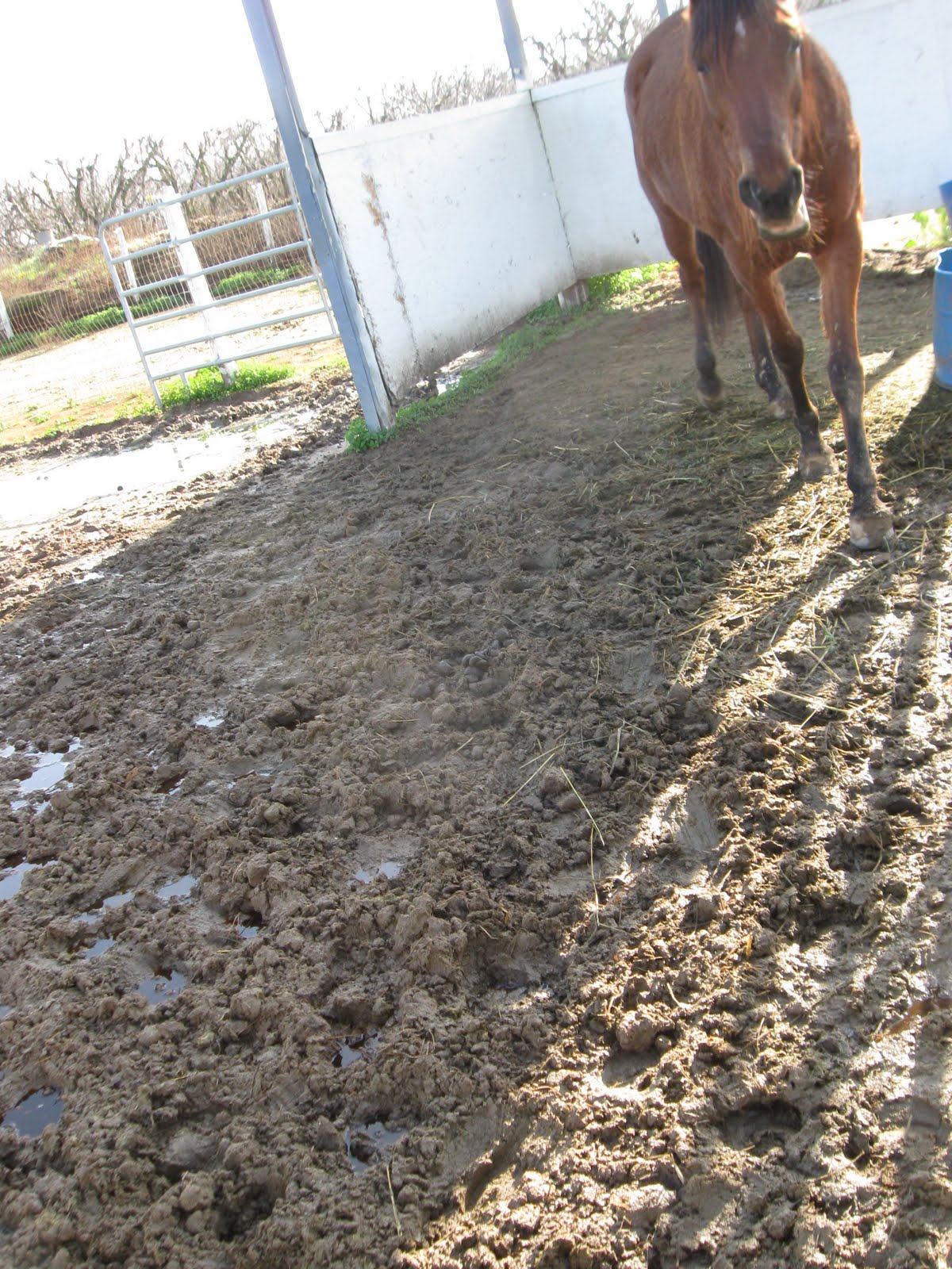 [muddy+paddock.JPG]