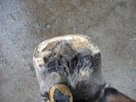 [RF+sole+after.JPG]