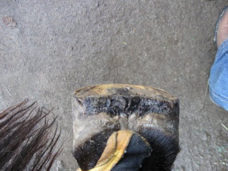 [LH+sole+before.JPG]