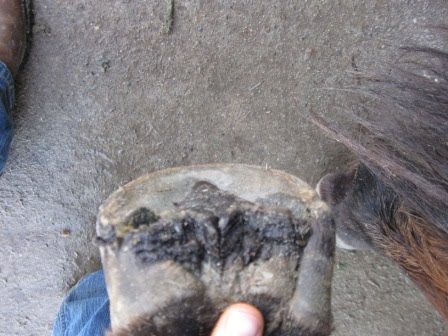 [RH+sole+after.JPG]
