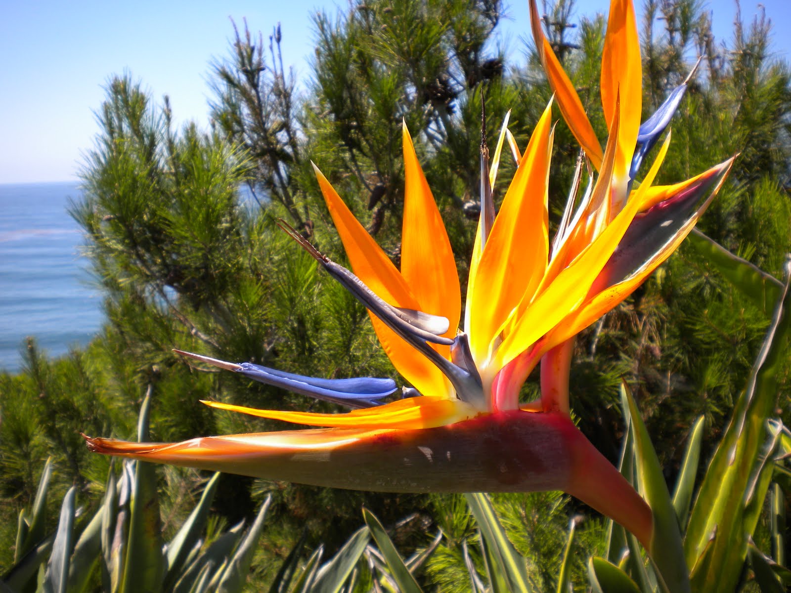 Jacobs Letter Self Realization Fellowship Meditation Gardens In jacobs-letter-self-realization-fellowship-meditation-gardens-in