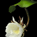 ब्रह्मकमळ - एक निसर्ग चमत्कार - Brahmkamal - Amazing Flower