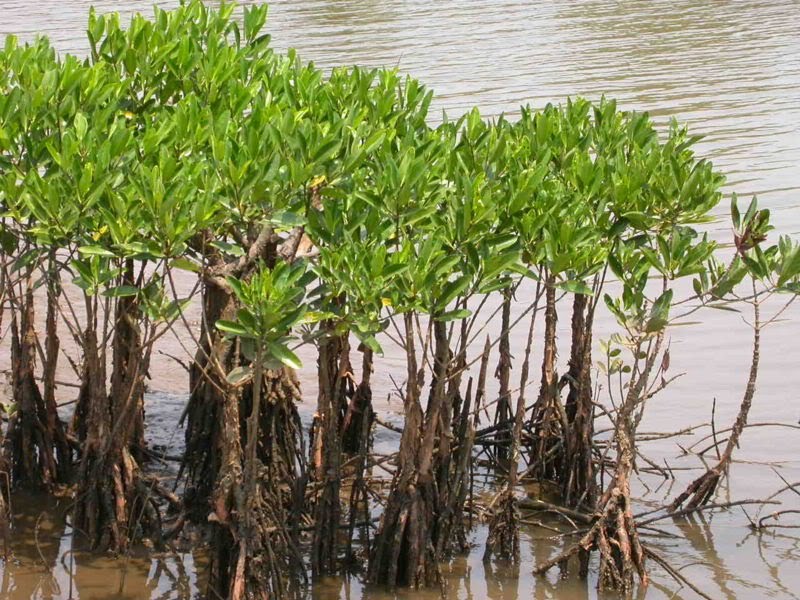 My World of Science Mangroves