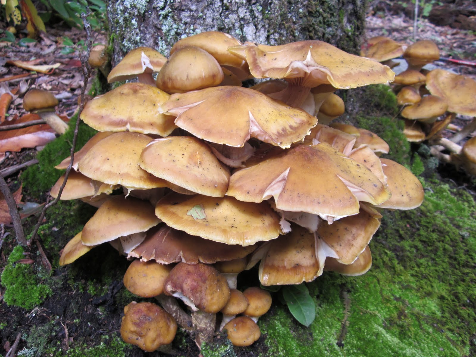 Smoky Scout's Hiking Adventures The Tanawha Trail