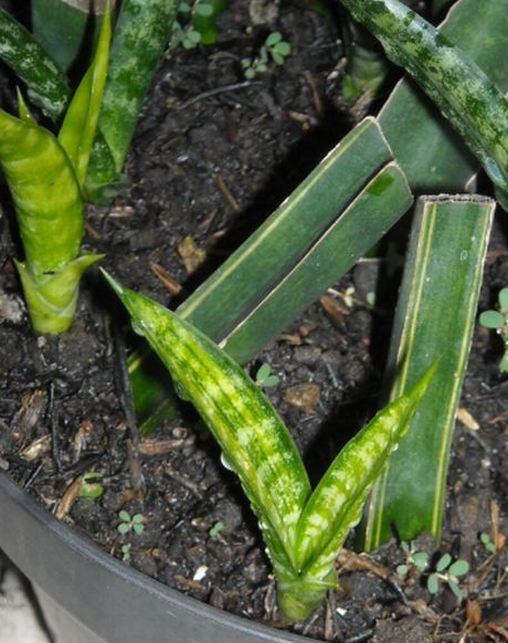 Как спасти сансевиерию. Растение сансевьера корни. Сансевиерия стелла вариегата. Сансевиерия корни. Как спасти сансевиерию.