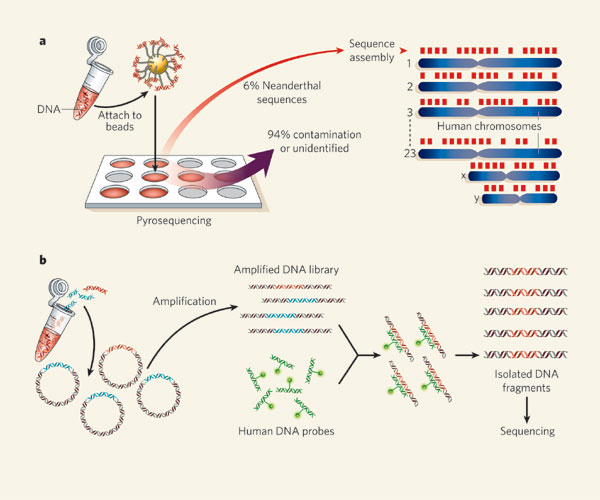 El Neandertal tonto ¡qué timo! Genoma Neandertal I El