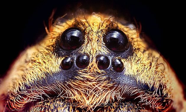 [spider09.jpg]