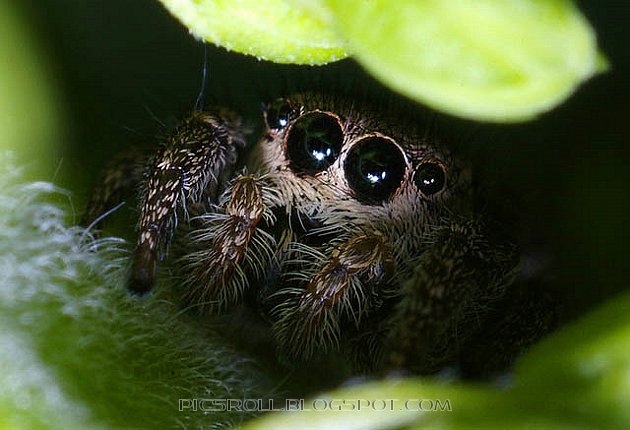 [spider08.jpg]