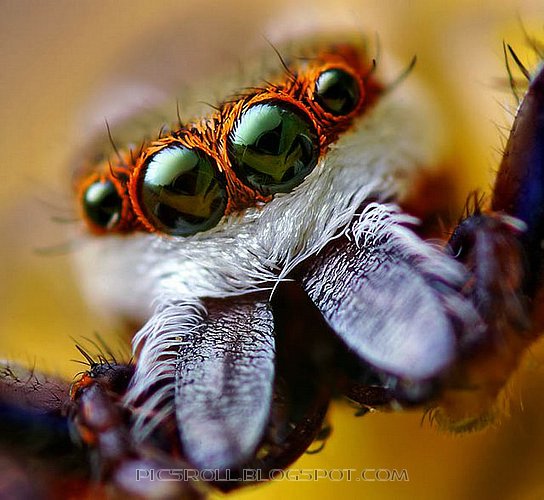 [spider02.jpg]