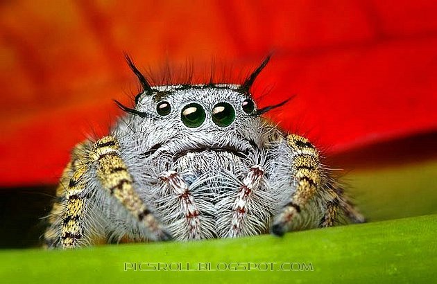 [spider01.jpg]