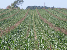 Detasseled field with male rows sticking out