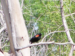 Red-winged Blackbird at Central Park