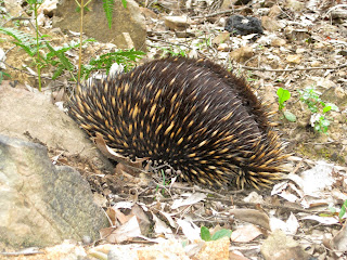 Mountain Creek Track to Andrew Hill - Kinglake National Park - Kinglake - Victoria