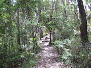 Messmate Walking Track - Dandenong Ranges National Park - Victoria