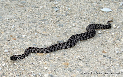 PURE FLORIDA: Pygmy Rattlesnakes