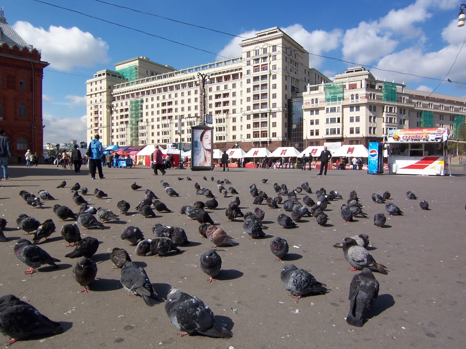 Голуби численность
