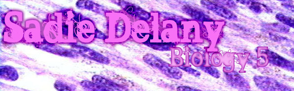 Sadie Delany 5