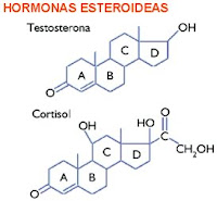 Esteroides hormonas masculinas