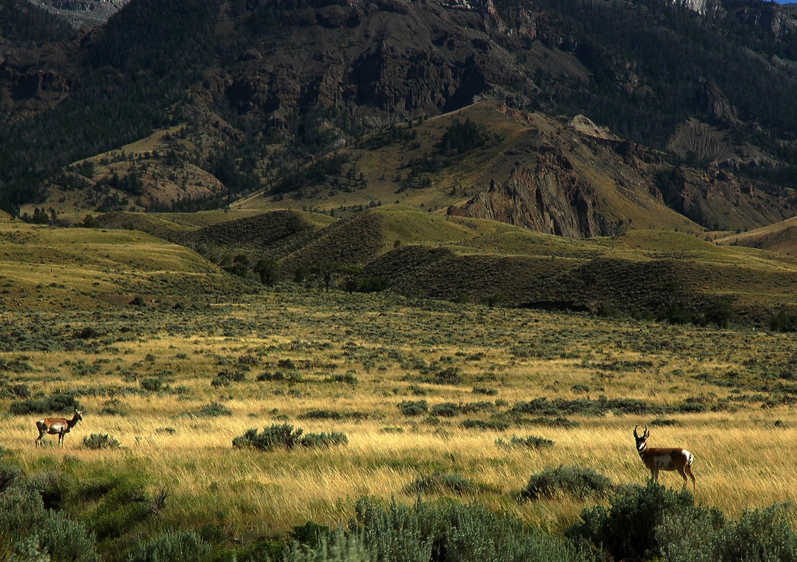 Happy Trails South Fork Road, Cody WY