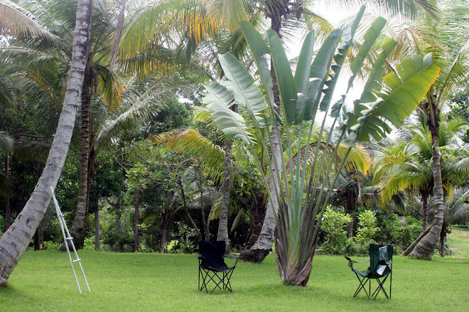 A l'Ombre du Ravinala / Bajo la Sombra de la Palma Viajera