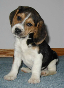 [beagle+pup]