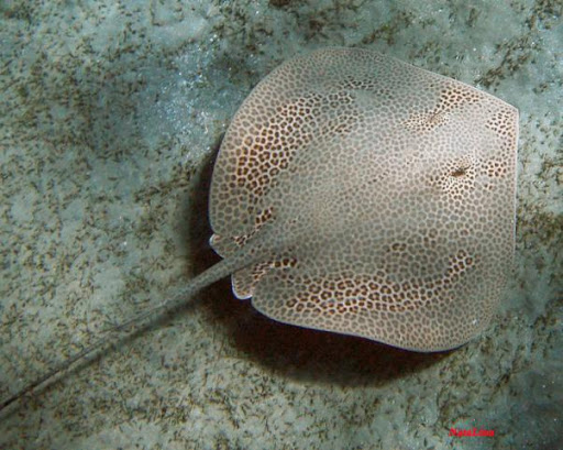 Морской кот