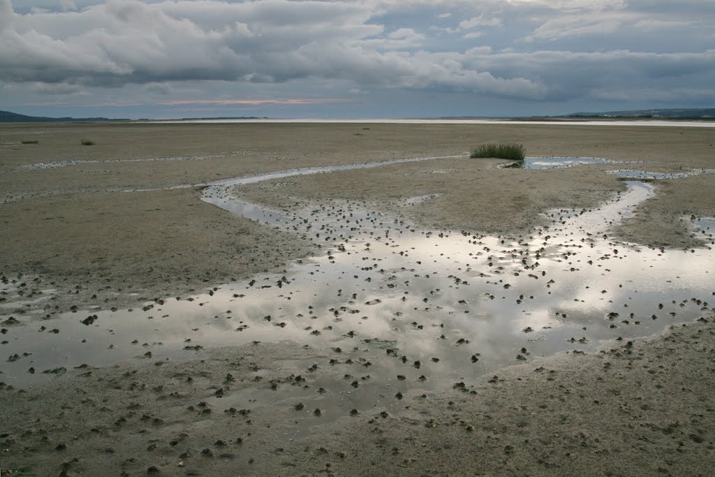 Gower Wildlife: New saltmarsh