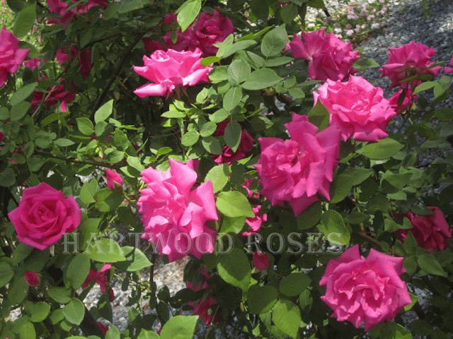 Hartwood Roses: My Rose Gardening Calendar