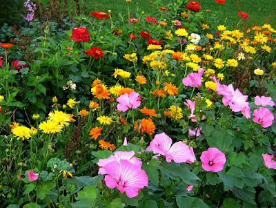 Flower Garden: My gardening background