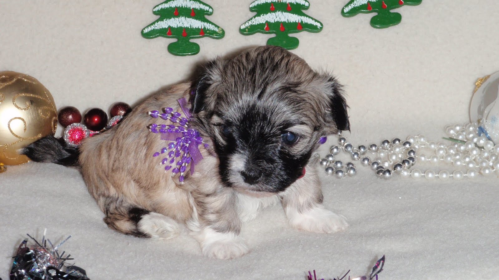 SOUTHERN SILKY TERRIERS & HAVANESE Puppies For Sale in Alabama My