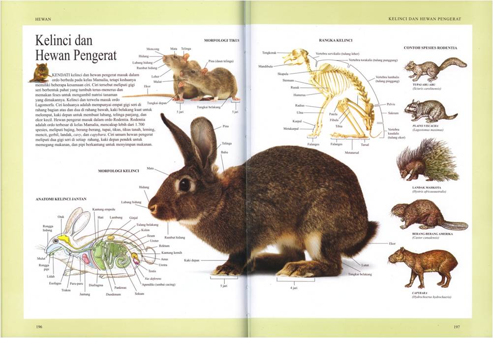 ENSIKLOPEDIA SAINS DAN TEKNOLOGI: CUPLIKAN ISI BUKU - 13 (ENSIKLOPEDIA