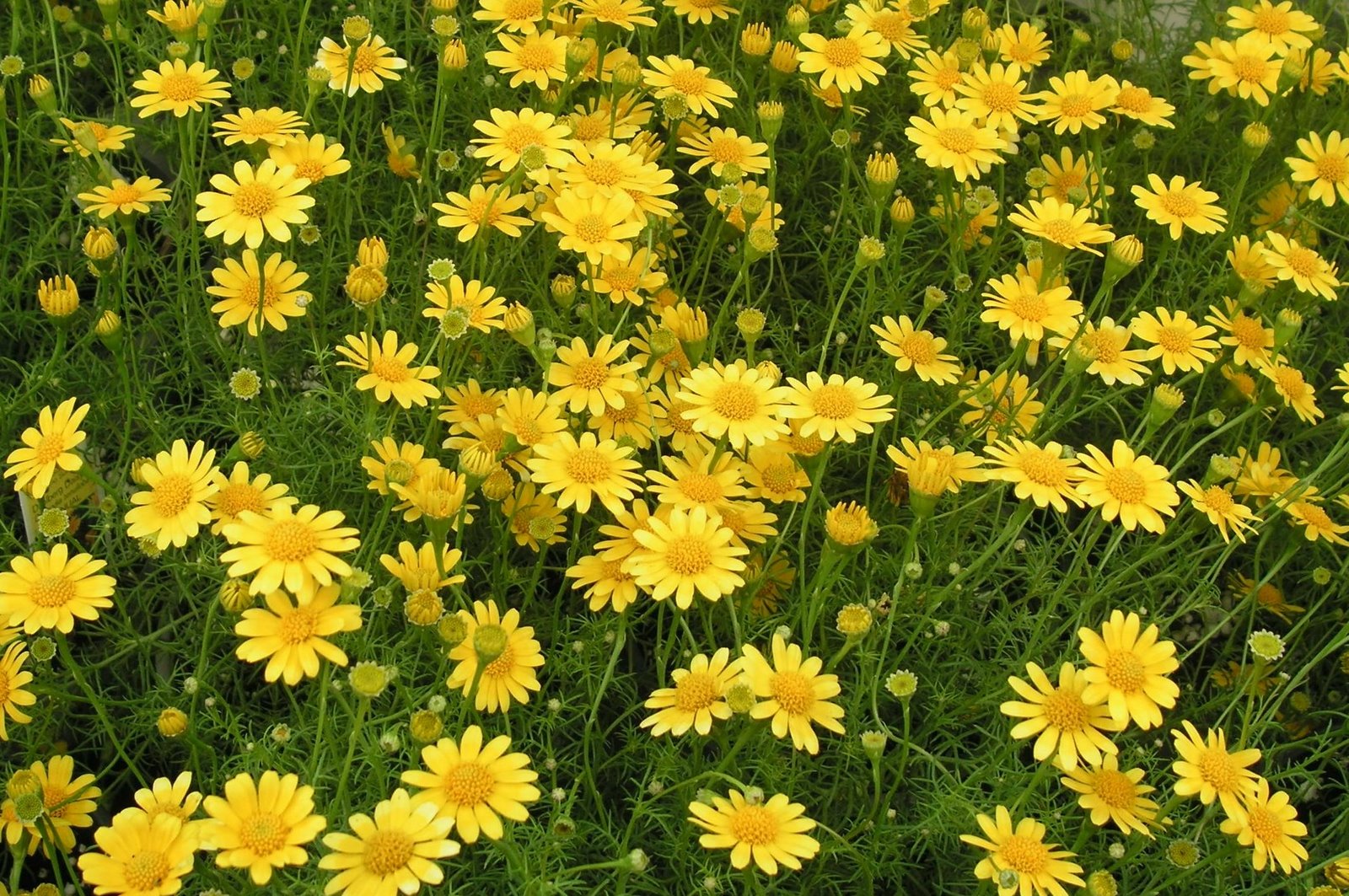 [Field+of+Yellow+Daisies]