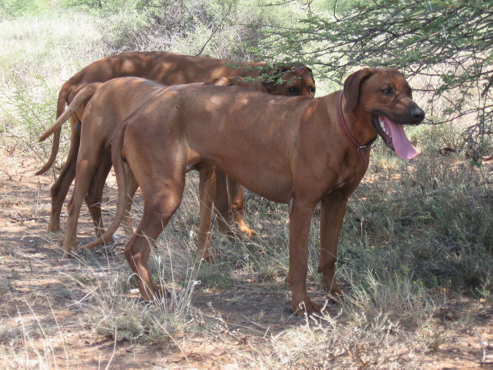 Rhodesian Ridgebacks playing | Onlinecarbid's Blog