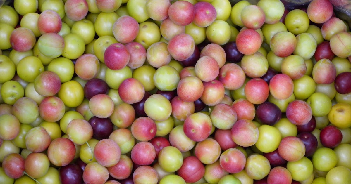 belles, sauvages et plus prunes... sauvages