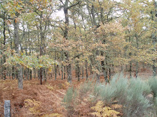 Un camino que atraviesa bosques de encinas