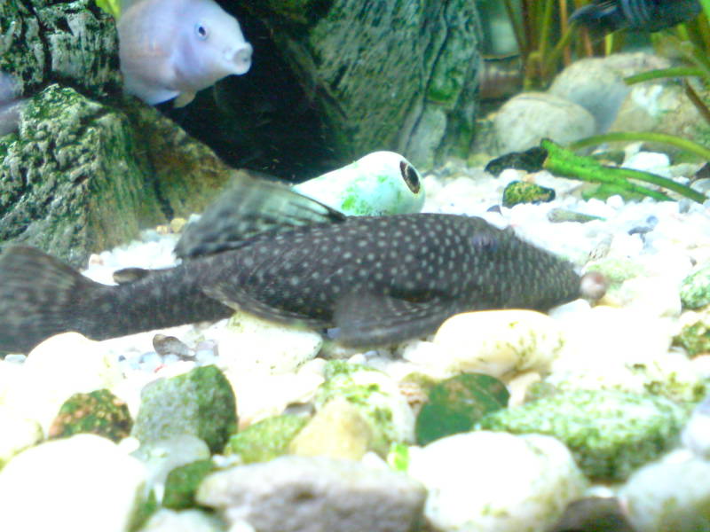[image-upload-1-752002.jpg]