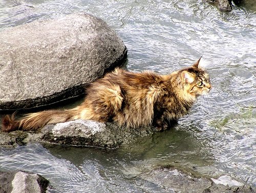 [cat+in+river.jpg]