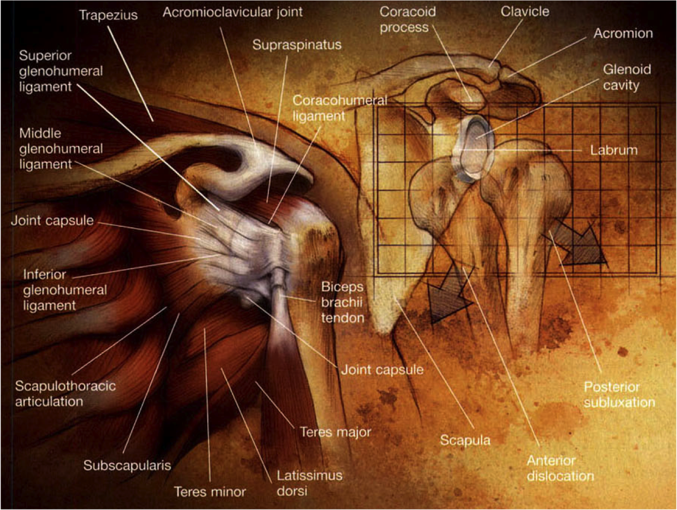 Physio Questions Introduction to the Shoulder Complex (Part I) What structures are involved